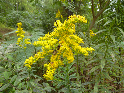 Goldenrod's bright yellow flower clusters attract many insects.