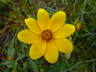 Many fall flowers are yellow, like this Tickseed Sunflower.