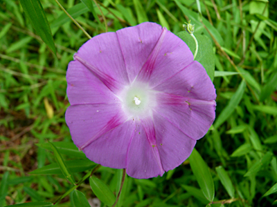 Morning Glory comes in a variety of colors.
