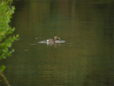 The first Pied-billed Grebe in the Wetlands since march 2008.