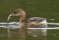 The grebe flips around tadpole for a head-first swallow.