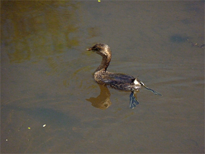 The feet of grebes are situated well to the rear.