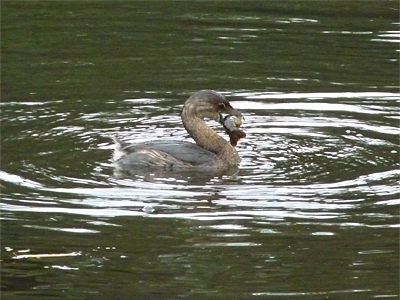 An unlucky grayfish in the bill of the grebe.
