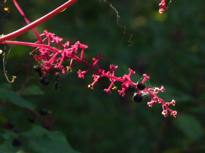 Many bird species eat Pokeweed berries.