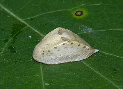 The Skiff Moth (Prolimacodes badia) larva varies from brown to green, or combinations of both in some individuals.