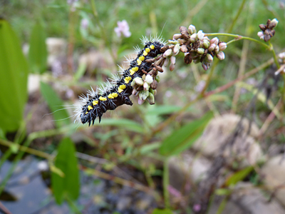 Smartweed Caterpillar on Smartweed.
