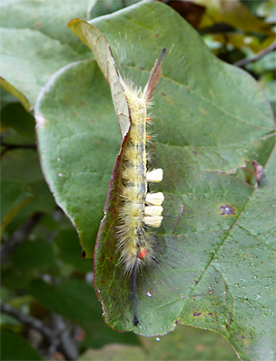 White-marked Tussock Moth Caterpillars are fairly common. The adult female moth is flightless.