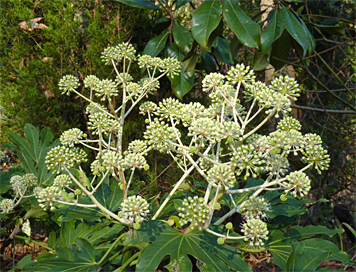 Fatsia flowers are reminiscent of Buttonbush's rounded flower clusters.