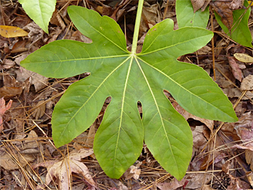 Fatsia's large, multi-lobed leaves are green throughout the year.
