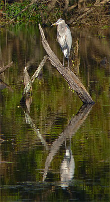 An infrequent perch for this heron.