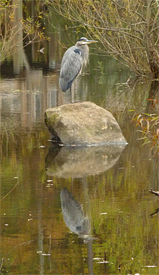 Great Blue Heron perched on a prominent rock in the Wetlands.