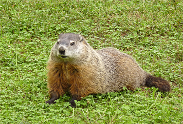 Fatting up for the winter snooze is what Groundhogs do in the fall. This one looks about done.