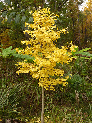 There are several Ginkgo Trees on the Dinosaur Trail.