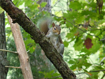 Gray Squirrel pause to check out the photographer (me) before continuing its mission, caching food for the winter.