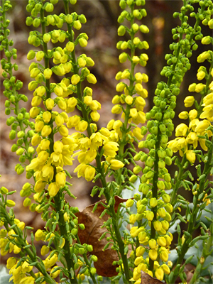 Mahonia's bright yellow flowers will produce deep purple berries in late winter.