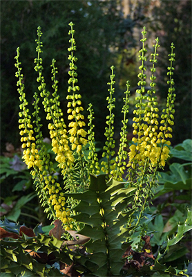 Mahonia's long flame-like flowers will produce deep purple berries in late winter. It's holly-like leaves, like fatsia, are green all year.