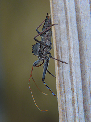 A Wheel BUg clinging to a post at the Ornithopter. Note the cog-like (wheel) structure on its back.