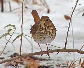 A Hermit Thrush pauses in its foraging to look me over. Although present from October until they head north in spring, they are often easier to locate when snow or ice covers the ground.