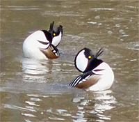 The birds give a low-pitched croak-like call as they literly bend over backwards in an attempt purswaid the object of their attention, the female.