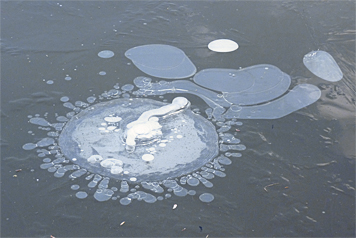 Interesting patterns are caused by air under and in the ice of the Wetlands.