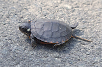 paited turtle