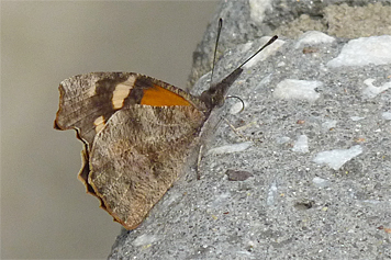An American Snout on the wall of the Sailboat Pond in Catch the Wind. The camouflage 