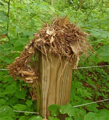 wren nest