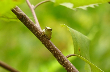 gray treefrog