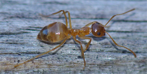 winter ant