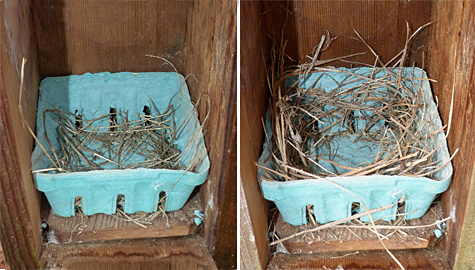 The nest is taking on the circular cup shape of a bluebird (3/18/14 left, 3/25/14 right)