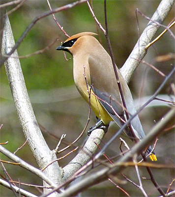 It's hard to beat a waxwing for elegance.