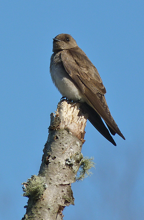 Northern Rough-winged Swallow (3/26/14).