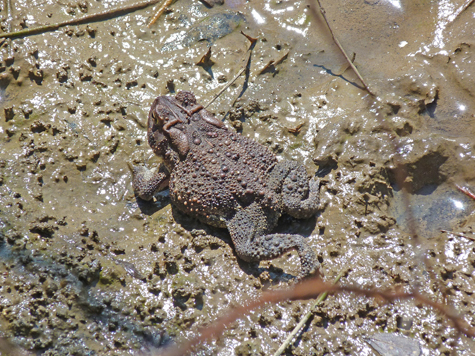I spied this very large American Toad in the mud on the north side of the Wetlands (4/2/14).