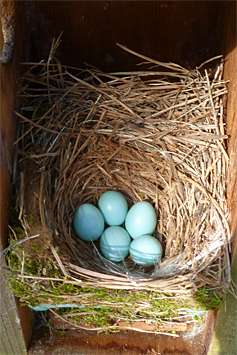 Five beautiful bluebird eggs for the Amphimeadow nest (4/22/14).