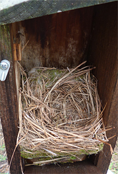 This is no longer property of the chickadees. Bluebirds have taken over (4/15/14).