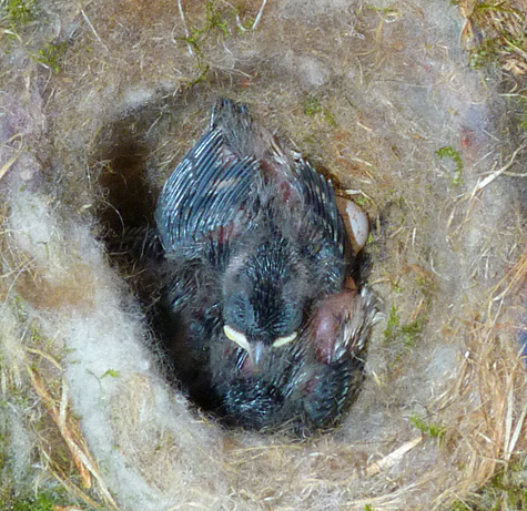 The unhatched egg can be seen just to the left of the top bird's wing at the Bungee nest(4/29/14).