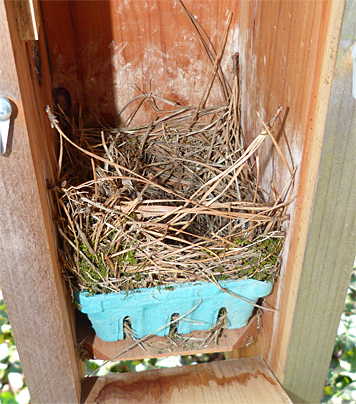 Th Picnic Dome bluebird nest looks fairly complete. (4/1/14).