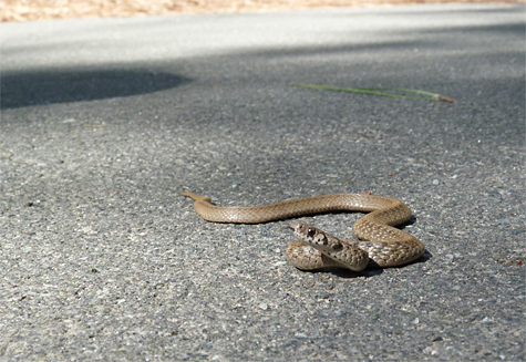 A Brown Snake challenges me as I take its photo.