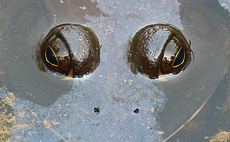 Noctrils and eyes only above the water. If you look closely you can see my reflection in the frog's eyes.