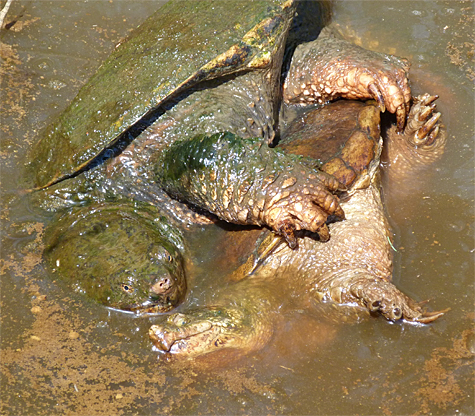 If you happen to come across a couple fo large turtles "wrestling" around in the water, they're mating.