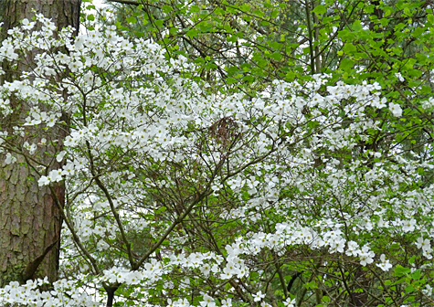 Flowering Dogwood has been in bloom all week.