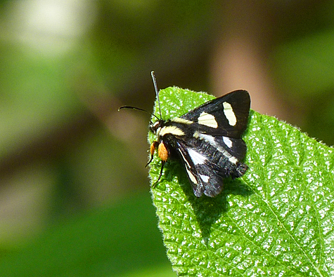 Eight white spots on black wings give this moth its name.