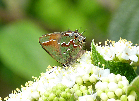 A Juniper Hairstreak sip nectar from the tiny white blossoms of Leatherleaf Viburnum.
