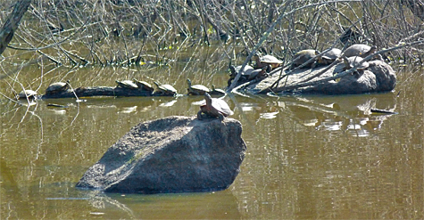 A bale of turtles enjoying the sun.