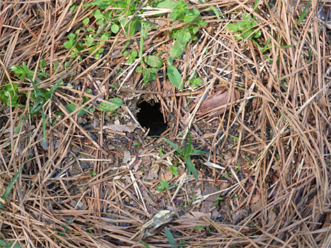 The nest hole (4/16/14).