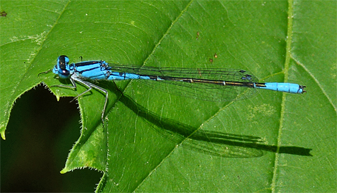 A male Azure Bluet (5/21/14).