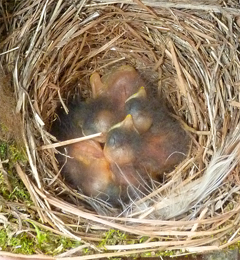 I think there are five nestllings in this jumble of birds (Amphimeadow), 5/8/14) 
