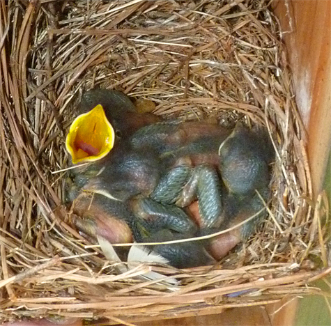 Hungry bluebirds are what I saw at the Picnic Dome nest (5/8/14).
