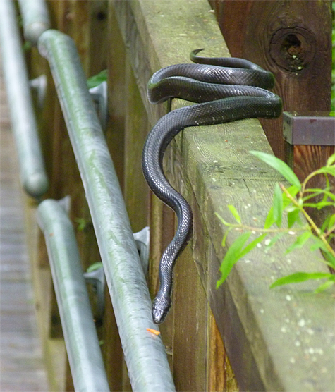 A rat snake on the railing leading to the Black bear Enclosure.