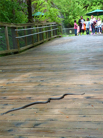 The snake's passage held a captive audience at bay. 